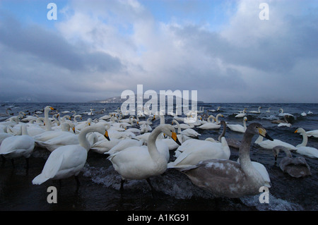 Herd of Whooper Swans by lake Kussharo Hokkaido Japan Stock Photo