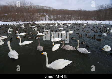 Whooper Swans on lake Hokkaido Japan Stock Photo