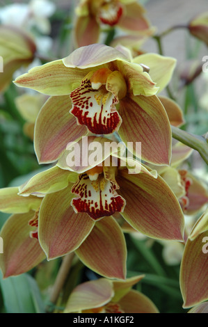 Cymbidium Sparkie Polychrome Tropical orchid flowers Stock Photo