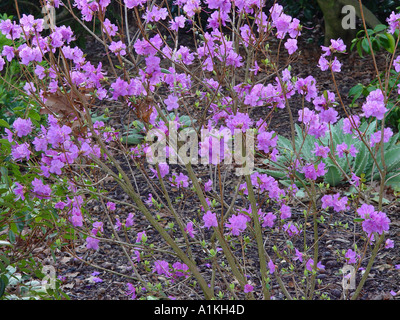 Rhododendron dauricum Midwinter Winter flowering deciduous shrub Stock Photo