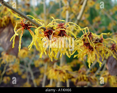 Hamamelis x intermedia Vesna Winter flowering shrub with common name of witch hazel Stock Photo