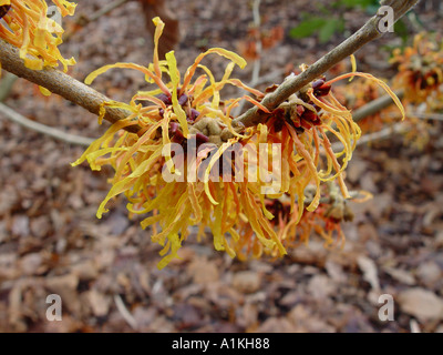 Hamamelis x intermedia Glowing Embers Winter flowering garden shrub Common name of witch hazel Stock Photo
