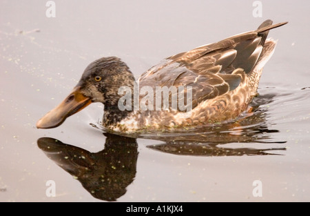 Female Northern Shoveler duck anas clypeata swimming on Rithets Bog Stock Photo