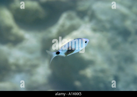 saddled bream,oblada melanura fish lousesanilocra physodes attached to fish,Halkidiki,Greece,Aegean,Mediterranean Stock Photo