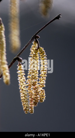 Hazel catkin The flower of Hazel or Cob Nut tree Stock Photo