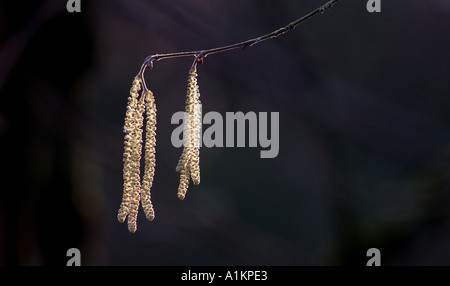 Hazel catkin The flower of Hazel or Cob Nut tree Stock Photo