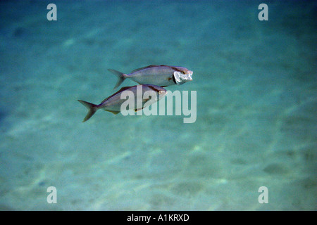 greater amberjack,seriola dumerili, Halkidiki,Greece,Aegean,Mediterranean Stock Photo