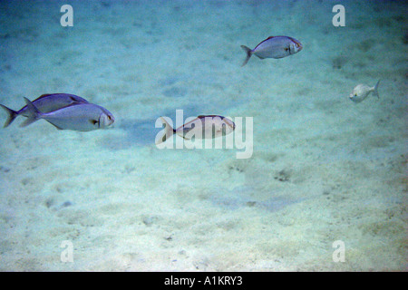 greater amberjack,seriola dumerili, Halkidiki,Greece,Aegean,Mediterranean Stock Photo