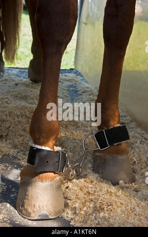 shackled horse legs Stock Photo