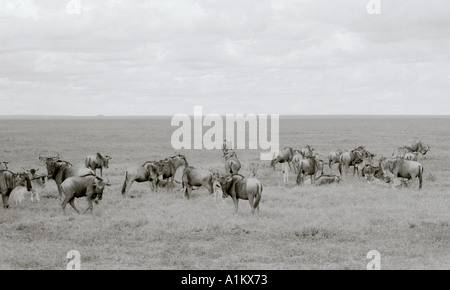 World Landscapes. Wildebeest migration. Safari travel in the beautiful Serengeti National Park landscape in Tanzania in Africa. Escapism Nature Stock Photo