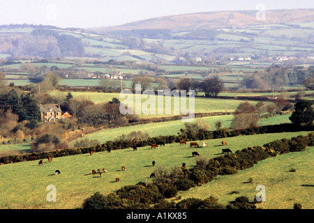 Dartmoor farm and livestock Devon Stock Photo