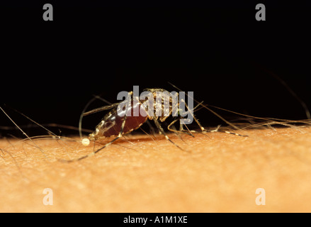 Mosquito theobaldia annulata female body hi-res stock photography and  images - Alamy