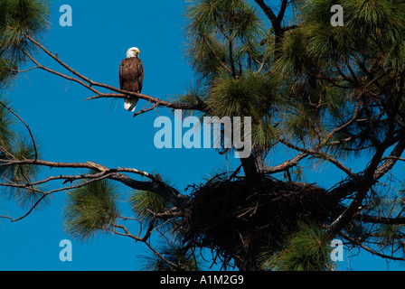 Bald Eagle Haliaeetus leucocephalus Florida USA Stock Photo