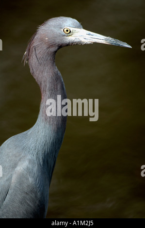 Little Blue Heron Egretta caerulea Florida Everglades USA Stock Photo