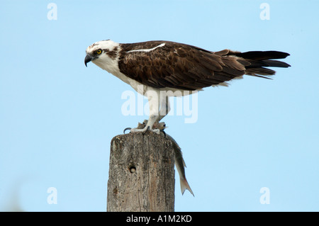 Osprey Pandion haliaetus on post with fish in claws Florida Everglades USA Stock Photo