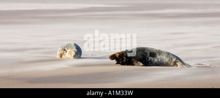 Grey Seal  (Halichoerus grypus) cow with pup on wind blown sand bar Donna Nook Lincolnshire Stock Photo