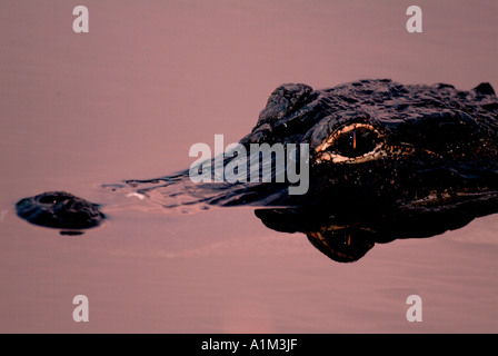 American Alligator Alligator mississippiensis Everglades National Park USA Stock Photo