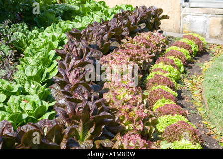 Contrasting colours of lettuce used as a decorative garden border Stock Photo