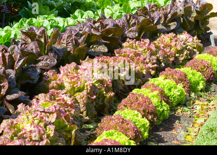 Contrasting colours of lettuce used as a decorative garden border Stock Photo