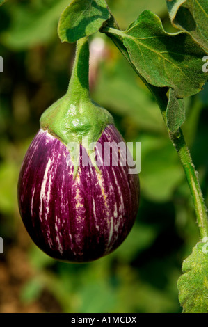 Vegetables Brinjal Aubergine egg plant purple violet color colour in farm growing hanging on tree Akola Maharashtra India Asia Stock Photo