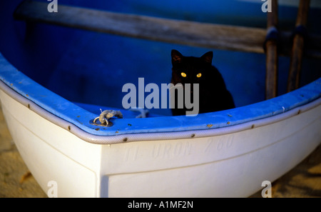 portrait of cat in fisherboat at evening village of el cotillo island of fuerteventura canary islands spain Stock Photo