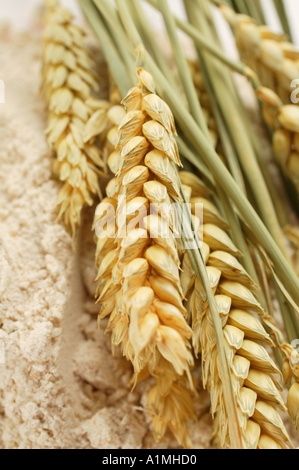 Cereal ears on wholemeal flour Stock Photo