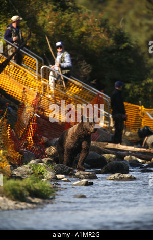 A Grizzly Bear at the confluence of Russian River and Kenai River Stock ...