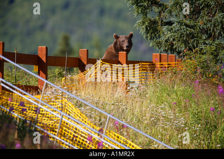 A Grizzly Bear at the confluence of Russian River and Kenai River Stock ...