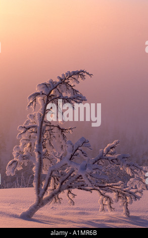 Mountain birch in mist Valdalsfjellet Hedmark fylke Norway Stock Photo