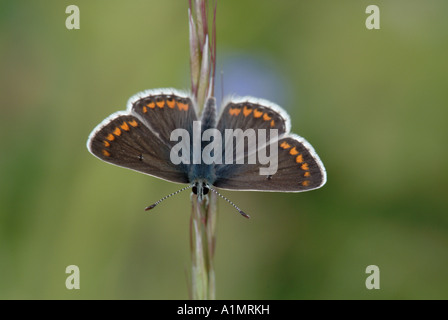 Brown Argus (Plebeius agestis) Stock Photo