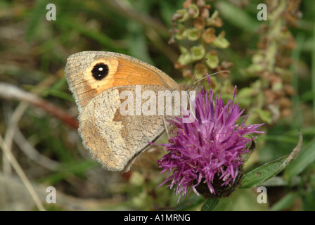 Gatekeeper butterfly Stock Photo