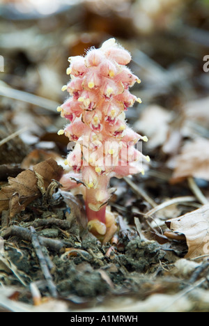 Toothwort Root Toothwort: Lathraea squamaria. Parasite on Hazel roots. Surrey, England ...