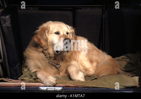 Golden Retriever dog sitting in boot of parked hatchback car with tailgate open Stock Photo