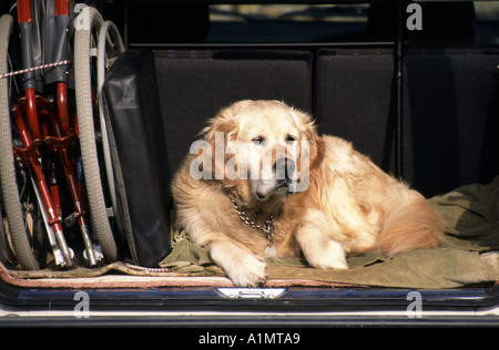Golden Retriever dog sitting in boot of parked hatchback car beside owners collapsible disability wheelchair with tailgate open Stock Photo