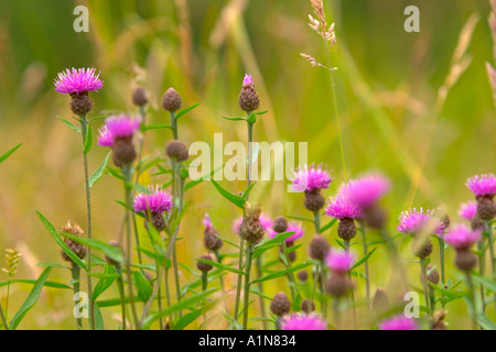 Melancholy thistle, Cirsium heterophyllum in wildflower meadow with soft focus blurred background and blurred foreground flowers north west england uk Stock Photo