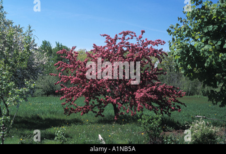 Flowering crab apple tree in height of bloom in New Brunswick Canada Stock Photo