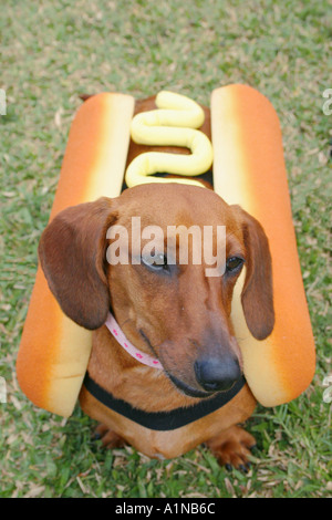 Daschund dog dressed up in hot dog costume Stock Photo