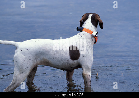 German short hair pointer Stock Photo