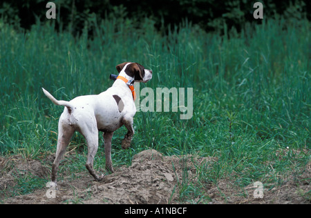German short hair pointer on point Stock Photo