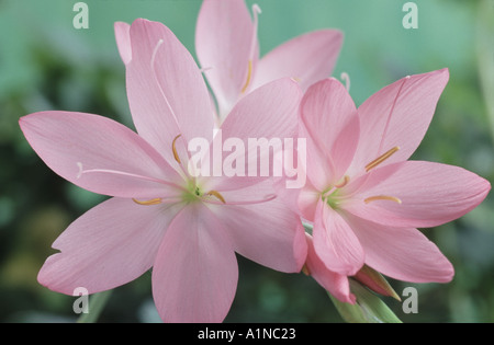 Schizostylis jennifer hi-res stock photography and images - Alamy