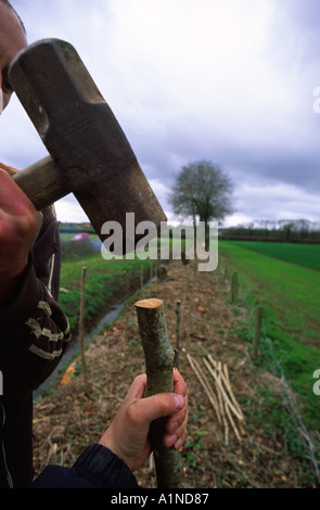 Hammering hedgerow stakes in North Dorset county England UK Stock Photo
