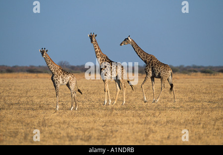 Giraffe Giraffa camelopardalis Herd Masai Mara Stock Photo