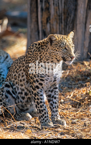 Leopard Pantherus pardus Portrait Stock Photo