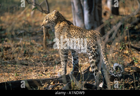Leopard Pantherus pardus with squirrel prey Stock Photo