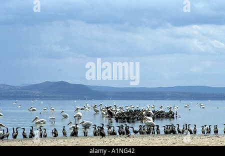 Flocks of Birds  on Lake Tana Ethiopia Africa Stock Photo