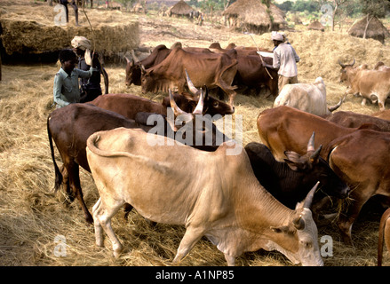 Treshing Teff the local staple by walking cattle over crop to dislodge grain. ie, Stock Photo