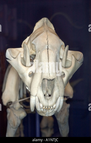 skull tiger Panthera tigris Stock Photo