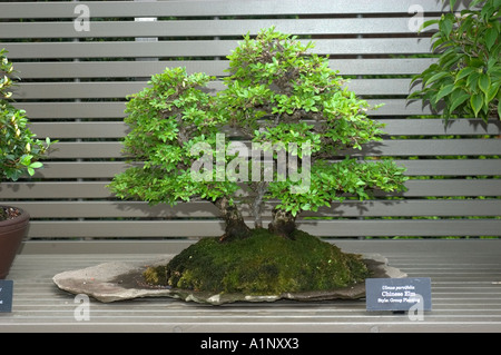 bonsai specimen on display at the Chicago Botanic Garden Chinese elm Ulmus parvifolia style Group Planting Stock Photo