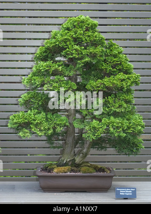 bonsai specimen on display at the Chicago Botanic Garden Dwarf Hinoki False Cypress Chaemocyparis obtusa Nana Stock Photo