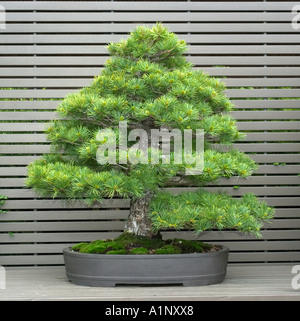 bonsai specimen on display at the Chicago Botanic Garden Japanese white pine Pinus parviflora style formal upright Stock Photo